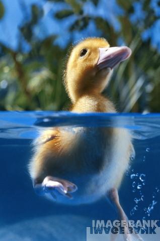 duckfuzzyheadwater.jpg